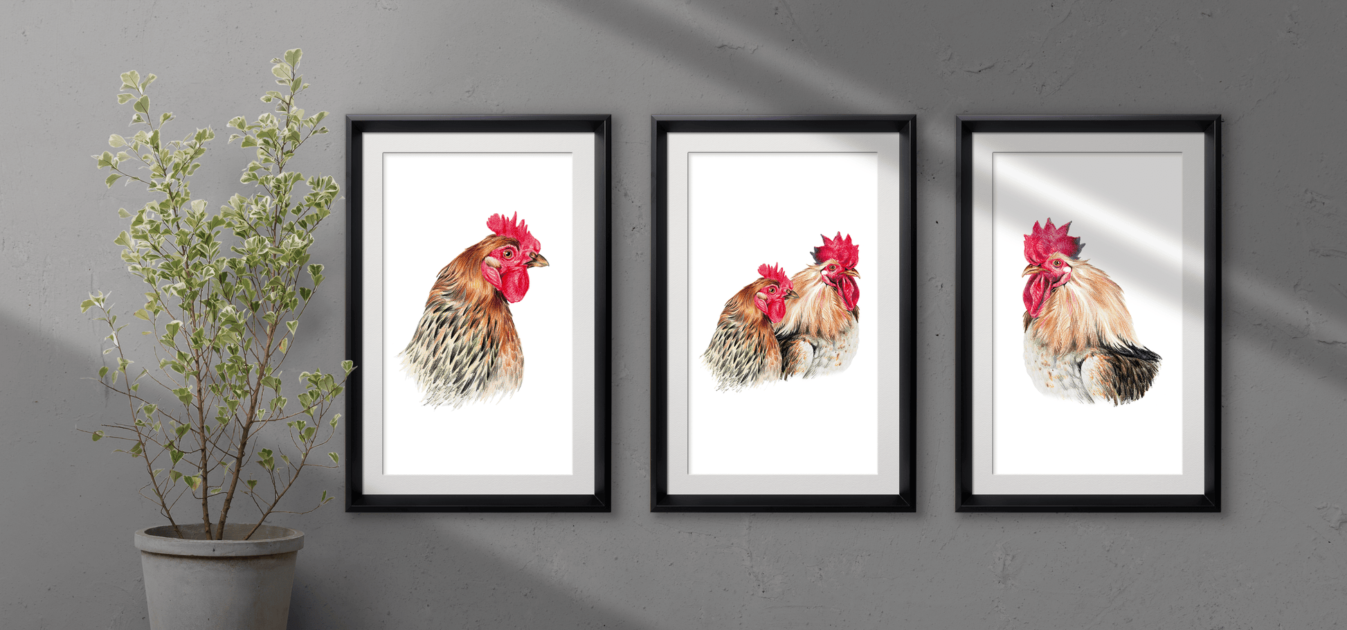 Set of 3 Hen & Rooster Colored Pencil Print - Expressive DeZien 